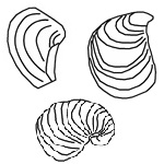 Bivalves