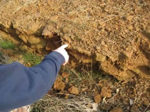 Cretaceous sand along Highway 122 south of Cord
